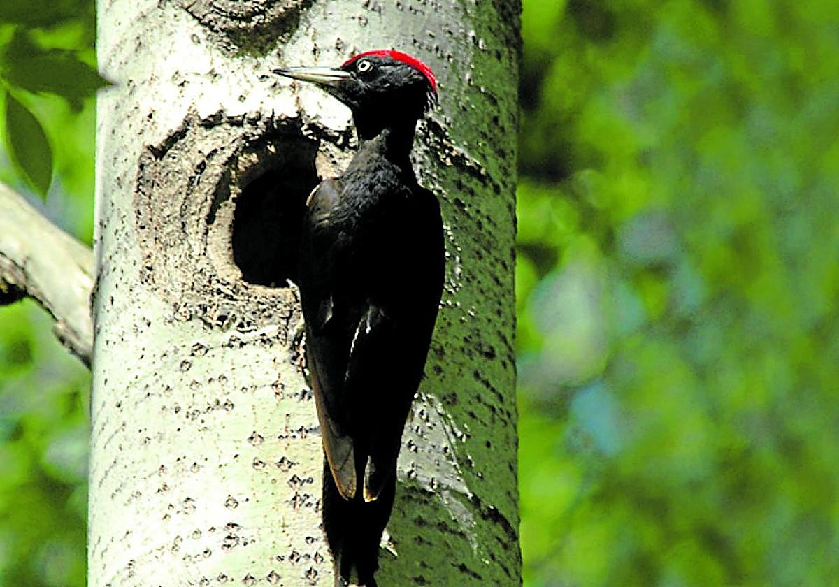 Un picamaderos negro, con su precioso «capirote» rojo.