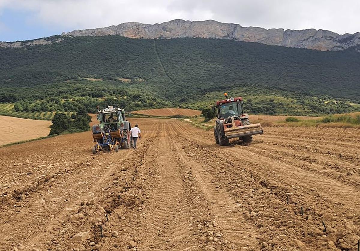 La superficie plantada ha aumentando un 2,9% en 14 años.