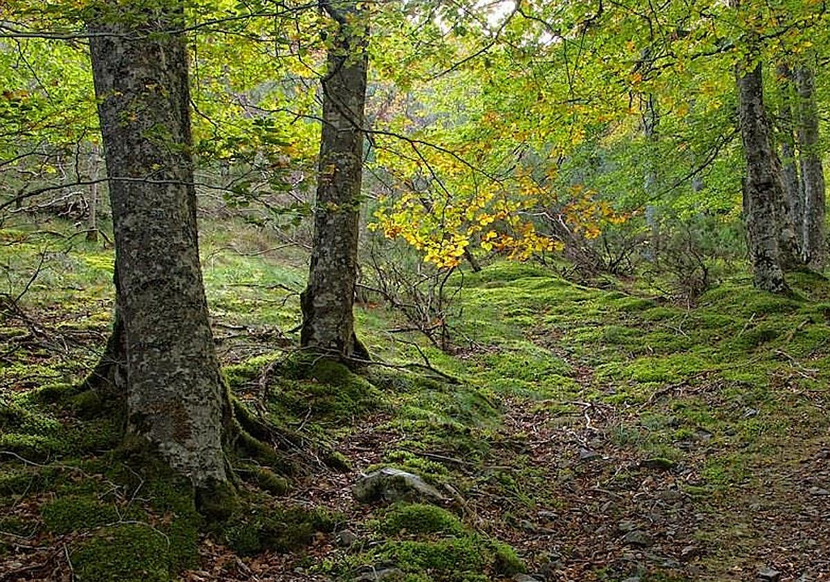 Imagen principal - Imágen de la ruta y de Pradoluengo, junto con el recorrido de la misma.