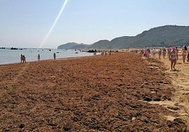 Recogen 6.000 toneladas de algas en las playas de Cantabria, 4.000 en la última semana