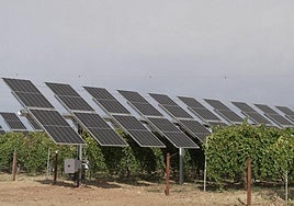 Una experiencia de viñedos que crecen bajo placas solares.