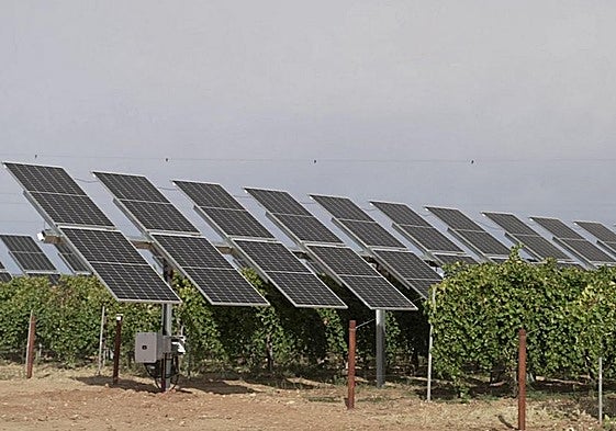 Una experiencia de viñedos que crecen bajo placas solares.