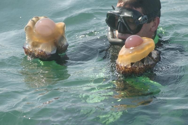 Medusas 'huevo frito', la curiosa especie que llega a las playas andaluzas