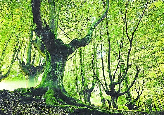 Hayedo de Otzarreta, uno de los rincones más mágicos de Euskadi.
