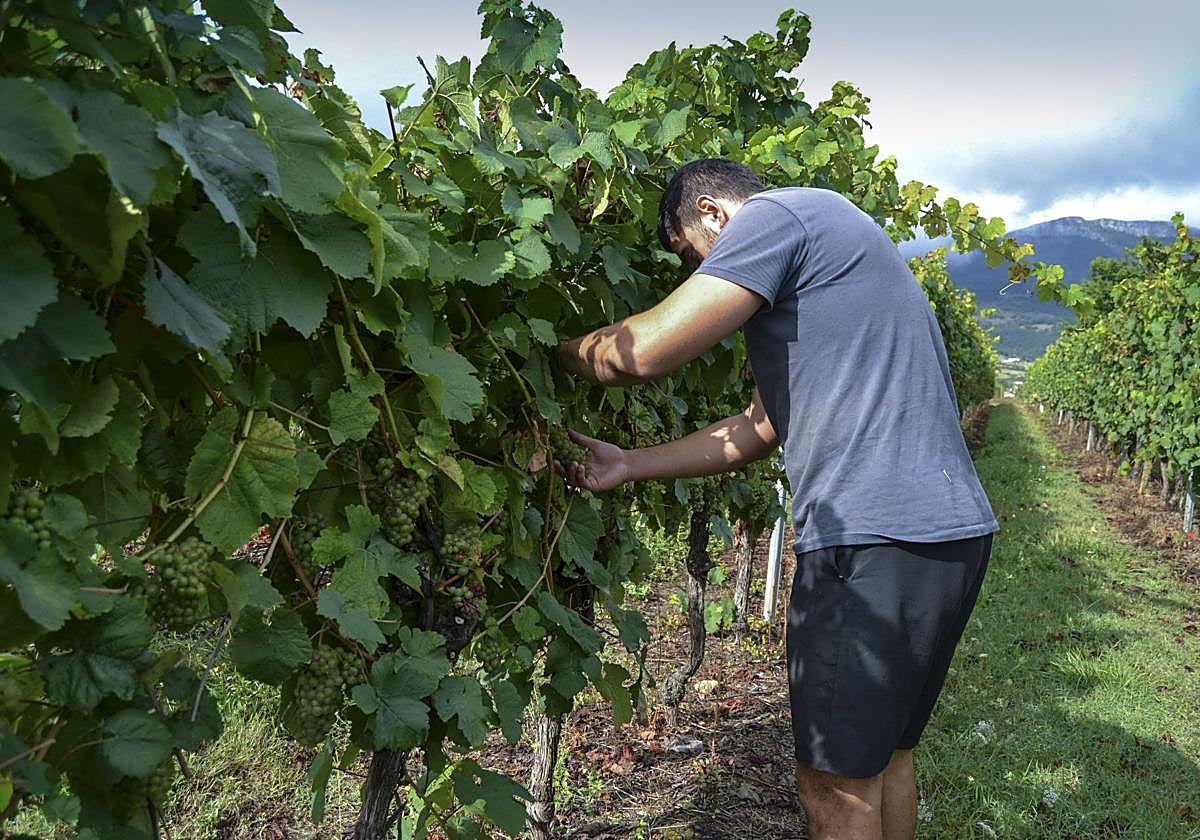 Un productor revisa las uvas en el valle de Ayala.