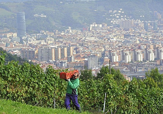 Viñas del Txakoli Munetaberri en las faldas del monte Arraiz con Bilbao a sus pies.