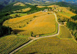 25 viñedos y bodegas de txakoli de Bizkaia que merecen una visita