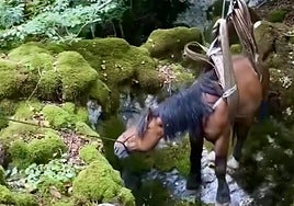 El animal fue rescatado con la ayuda de un arnés.