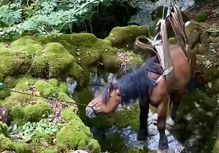 El animal fue rescatado con la ayuda de un arnés.