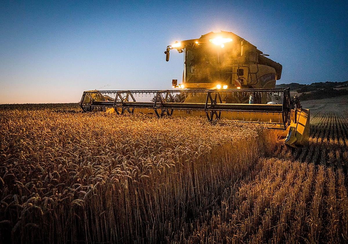 Una cosechora trabaja en la recolección de trigo en una plantación alavesa