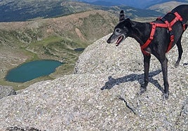 El galgo Nilo contempla la laguna de Urbión desde la cima de la Muela, a 2.228 metros de altitud.