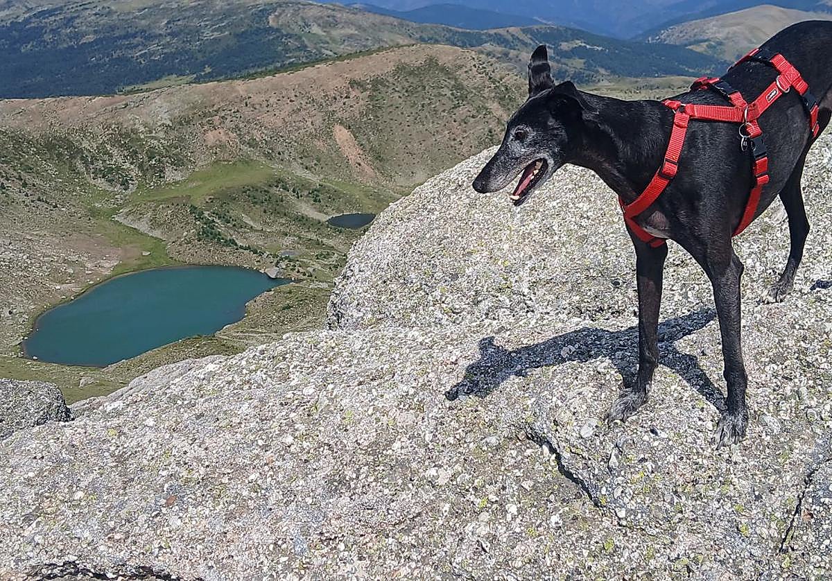 El galgo Nilo contempla la laguna de Urbión desde la cima de la Muela, a 2.228 metros de altitud.