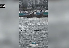 Avistan delfines mulares en Castro Urdiales