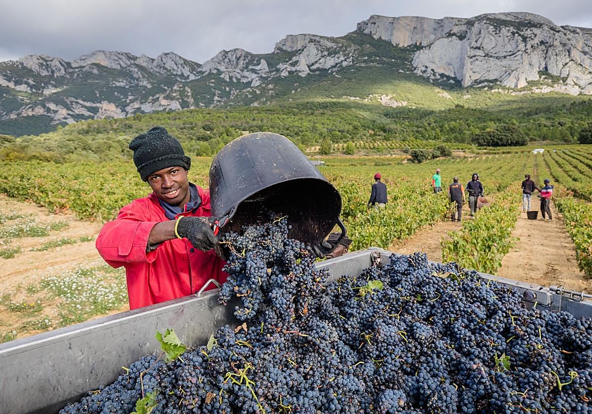 Hasta 3.000 temporeros llegan cada año a la Rioja Alavesa para afrontar la vendimia.