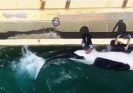 Los entrenadores de un parque marino masturban a una orca y desatan la indignación en Francia