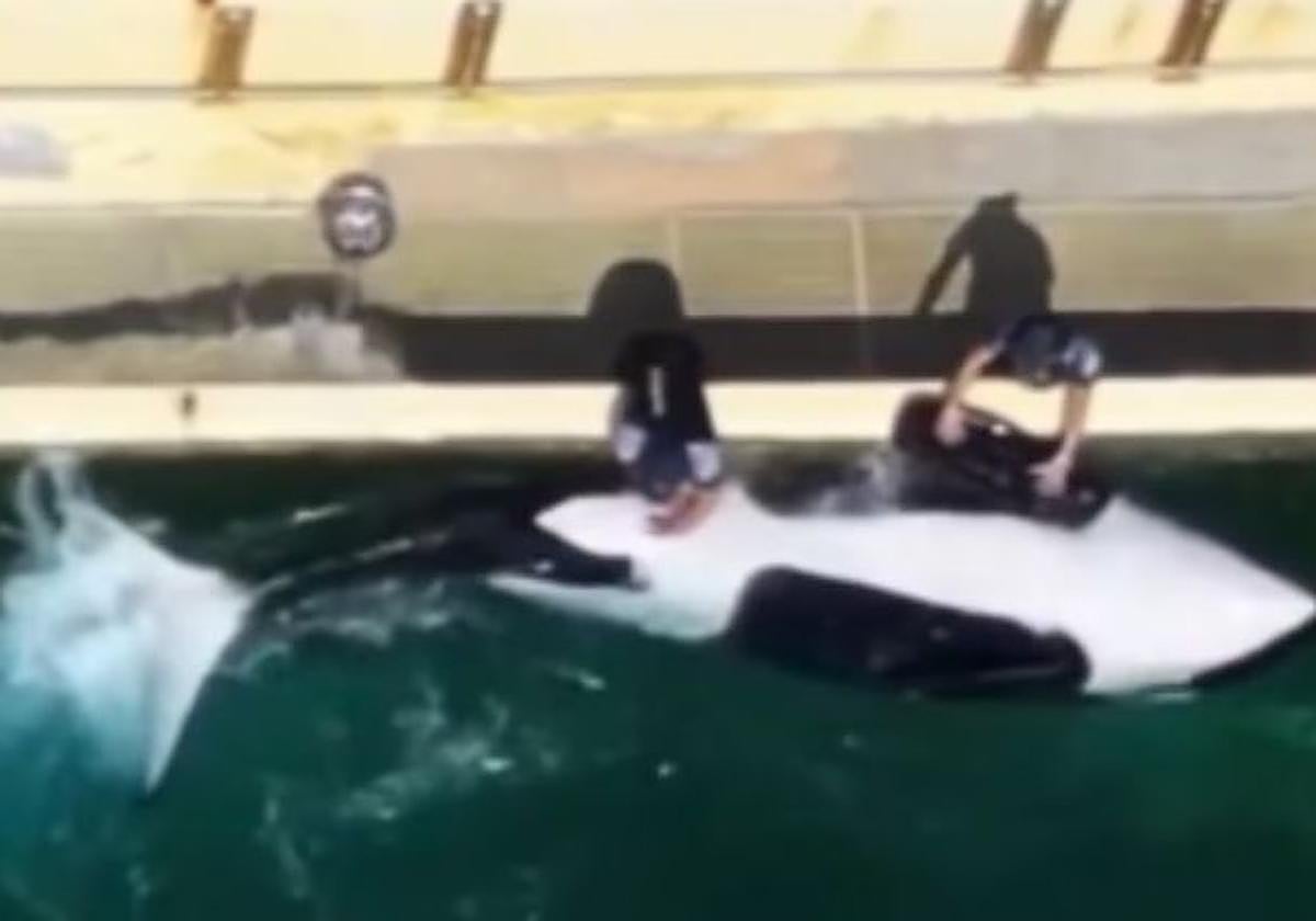 Los entrenadores de un parque marino masturban a una orca y desatan la indignación en Francia