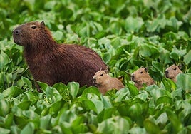 Familia de capibaras en el río Tieté, Brasil.