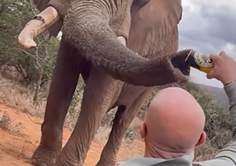 Indignación en Kenia por un turista español que vació una lata de cerveza en la trompa de un elefante