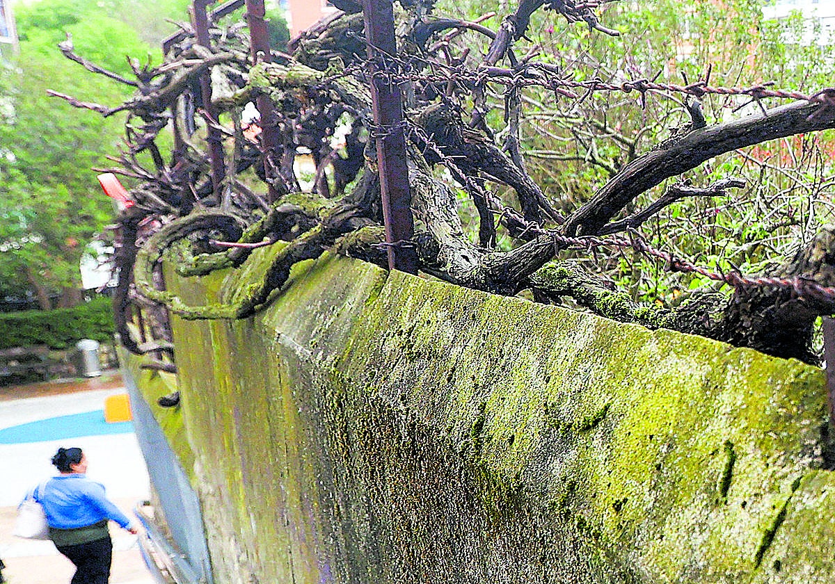 La utilización de vallas con pinchos y muros con cristales ha sido habitual en viviendas de las zonas más rurales de Getxo.