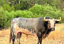 El toro 'Tapaboca' se recupera en Córdoba, donde ya le han 'afeitado' los cuernos
