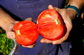 Un productor muestra la calidad de los tomates cultiivados en su explotación agraria.