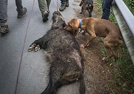 Las ayudas para paliar los daños de corzos y jabalíes se disparan un 42,5%