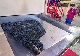 Las primeras uvas tintas recogidas en las parcelas de Rioja Alavesa han llegado a las bodegas más temprano que de costumbre.