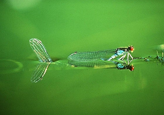 Libélula