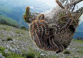 La Diputación vuelve a fumigar los bosques por la procesionaria 6 años después