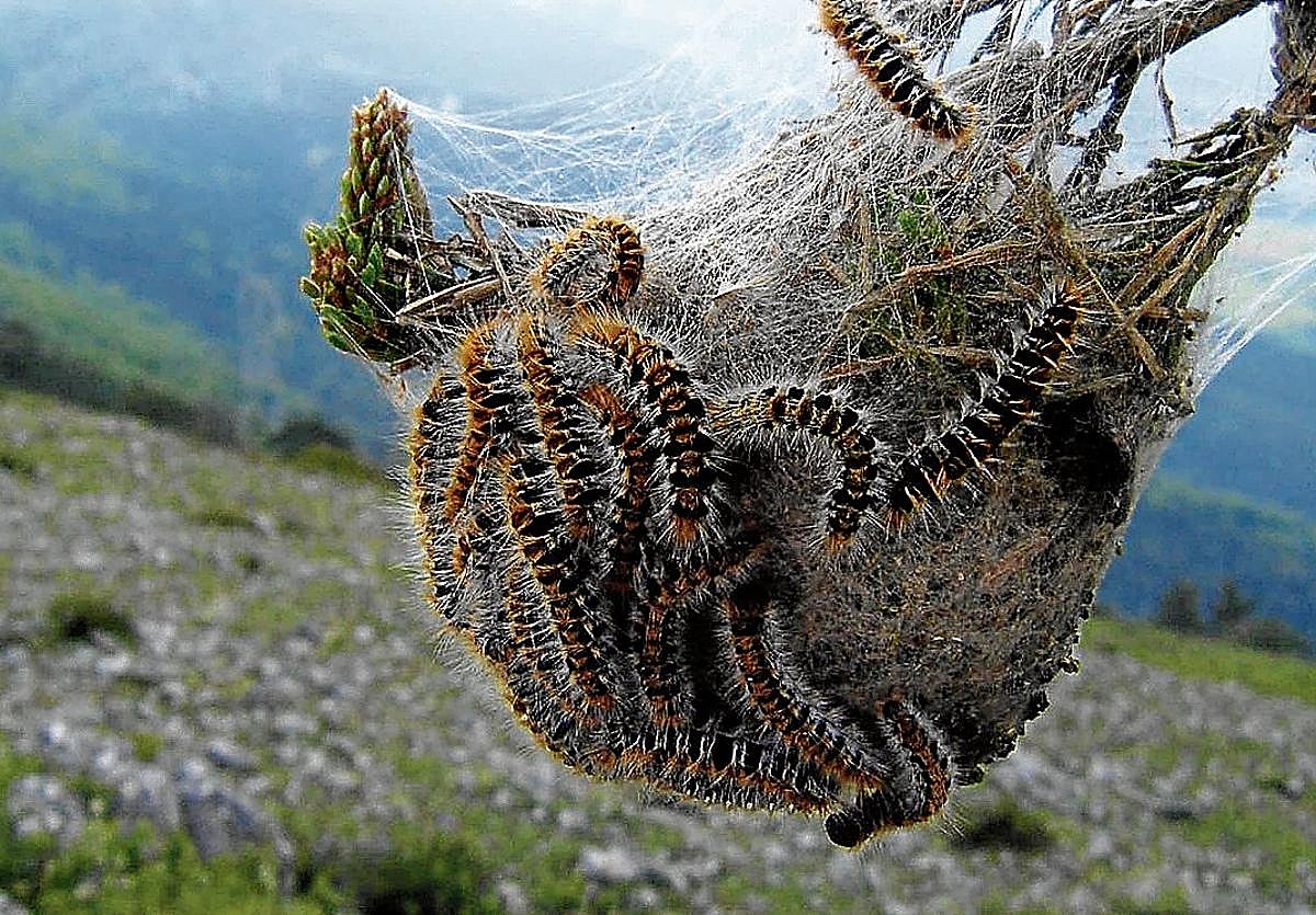 La Diputación vuelve a fumigar los bosques por la procesionaria 6 años después