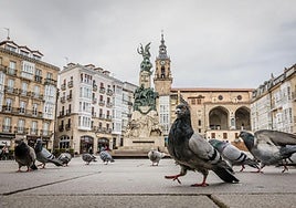 La población estimada de palomas en Vitoria es de 10.700 ejemplares.