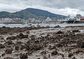 Getxo 10-9-25.- Marea baja en Ereaga.