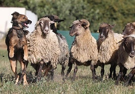 La entrada al evento será gratuita.