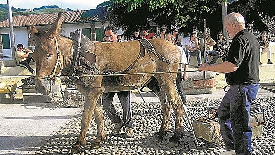 Los animalistas de Leioa retoman la lucha contra las pruebas de arrastre con burros