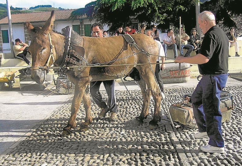 Las últimas asto probak tuvieron lugar el pasado agosto junto a la ermita de San Bartolomé. e. c.