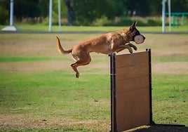 El Mundial canino aterriza en Vitoria