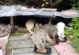 Imagen de varios gatos en una de las colonias felinas de Barakaldo.