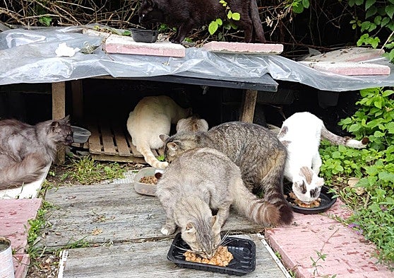 Imagen de varios gatos en una de las colonias felinas de Barakaldo.