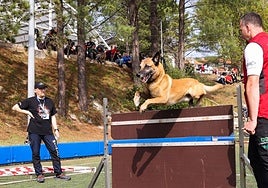 Vitoria se convierte en la capital de los mejores adiestradores de perros del mundo con desfiles y competiciones