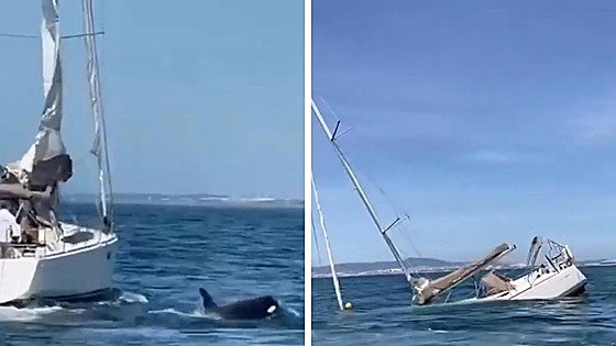 Un grupo de orcas ataca y hunde un velero con turistas a bordo en la costa de Portugal
