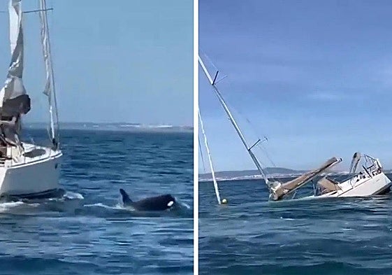 Un grupo de orcas ataca y hunde un velero con turistas a bordo en la costa de Portugal