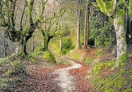 Recorrer los bosques de Otxandio en otoño es un auténtico deleite.