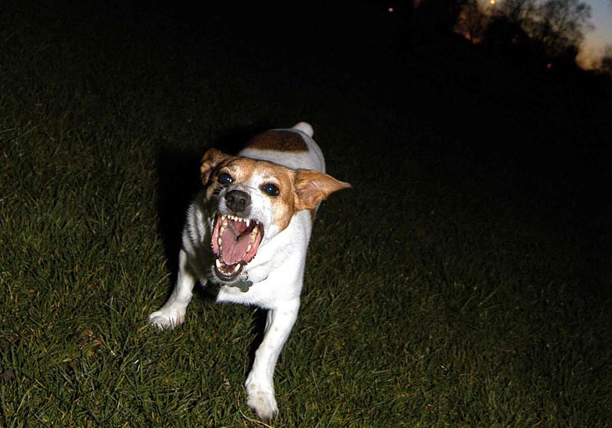 39 mordeduras de perros a personas durante este año