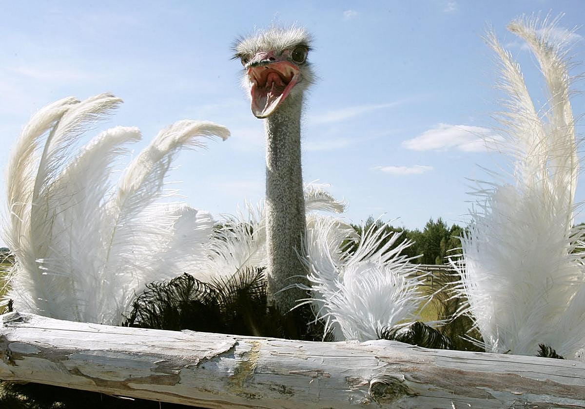 Avestruz espanta a intrusos en una granja avícula de Kozishche, Bielorrusia.