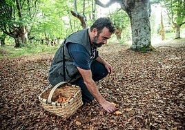 José David Fernández coge unas setas en las lindes del Parque Micológico Gorbeialdea.