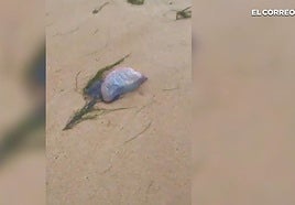 «Invasión» de carabelas portuguesas en la playa de Gorliz