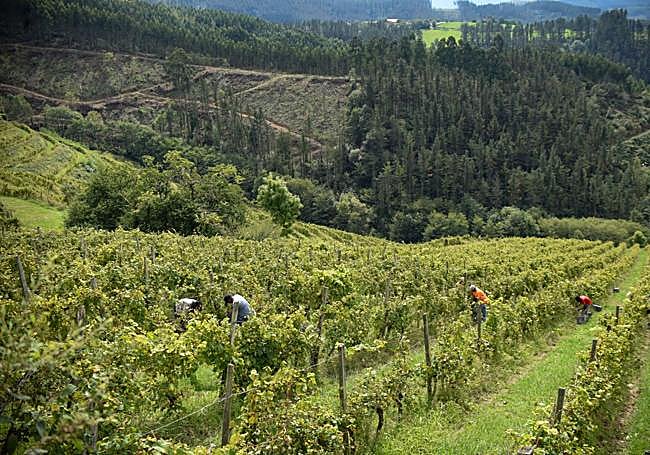 Varios trabajadores, en los viñedos de la bodega Berroja.