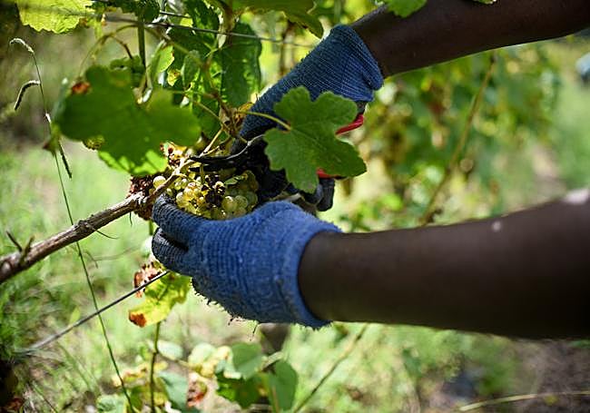 Cuatro semanas es el tiempo aproximado que se tarda en llevar a cabo el proceso de recogida de la uva.