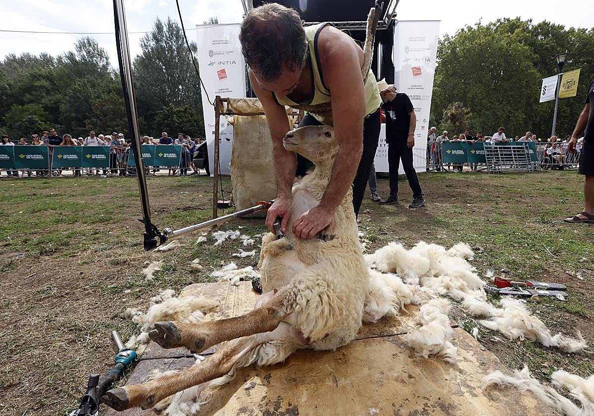 Los participantes competirán en dos modalidades, máquina y tijera