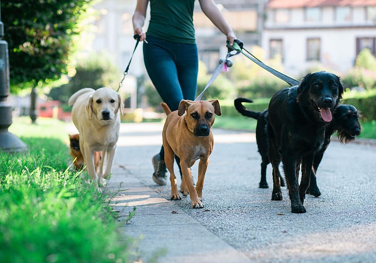 Un adiestrador a los dueños que hablan a sus perros como si fueran bebés: «Les entra por...»